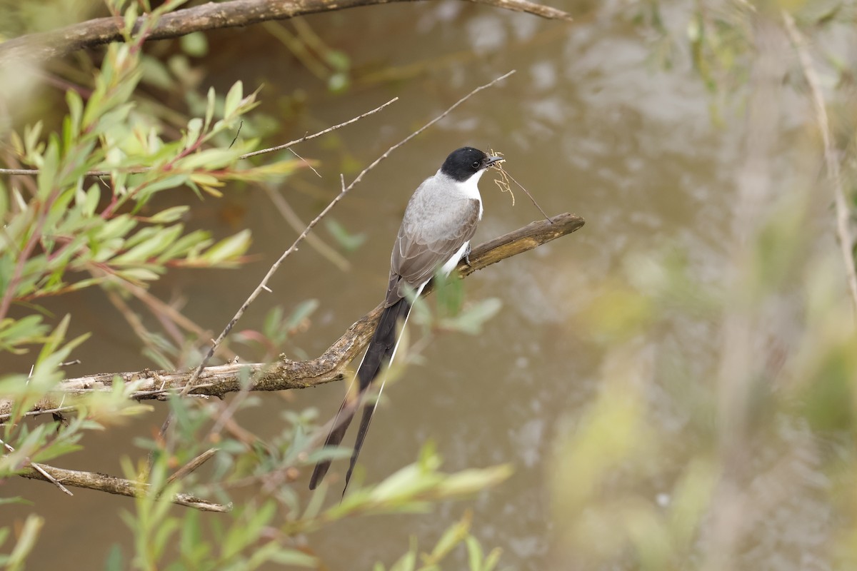 Fork-tailed Flycatcher - ML647056114