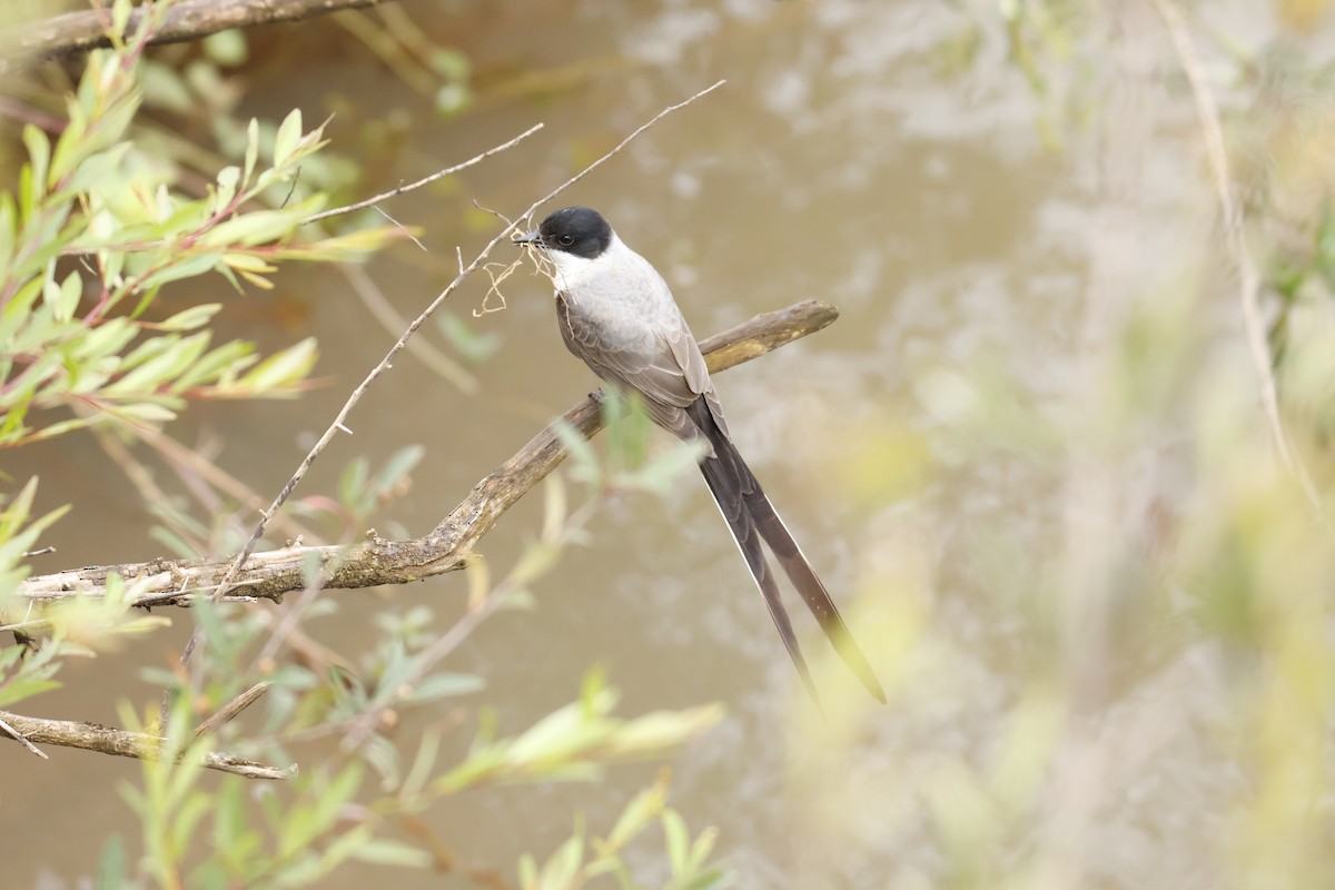 Fork-tailed Flycatcher - ML647056116