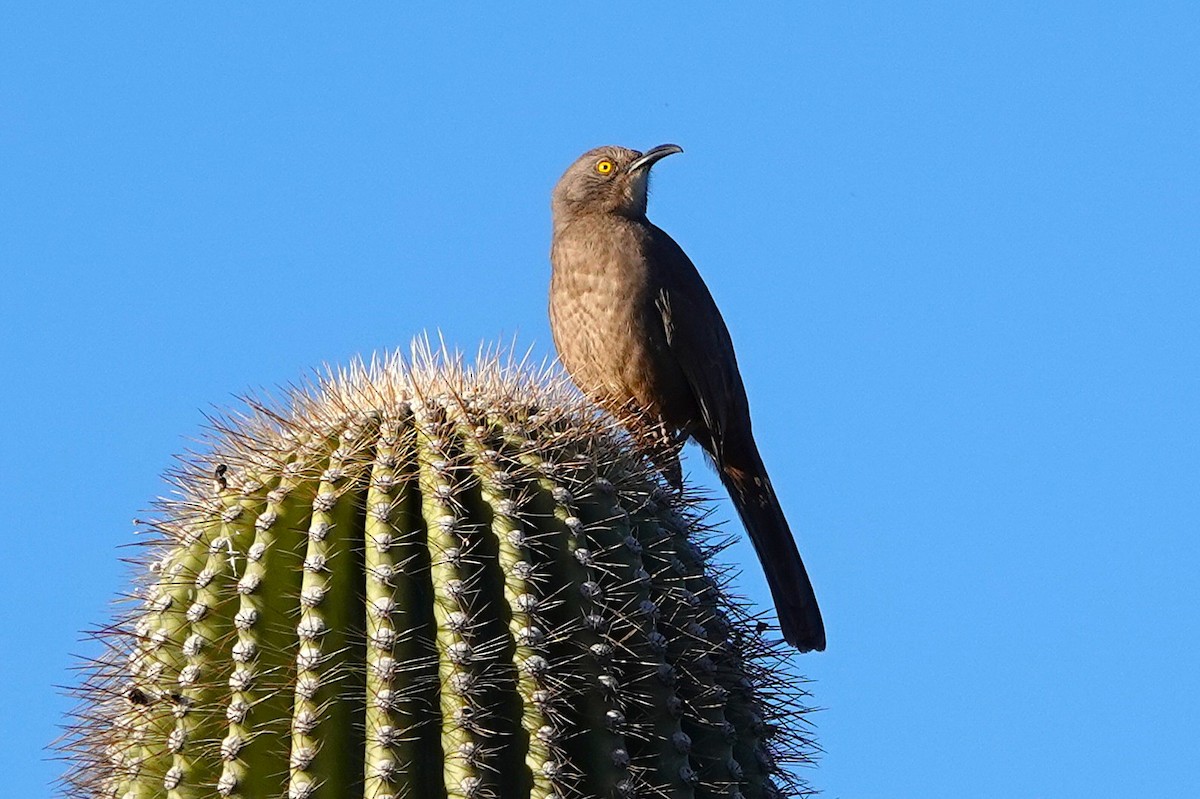 Curve-billed Thrasher - ML647056118