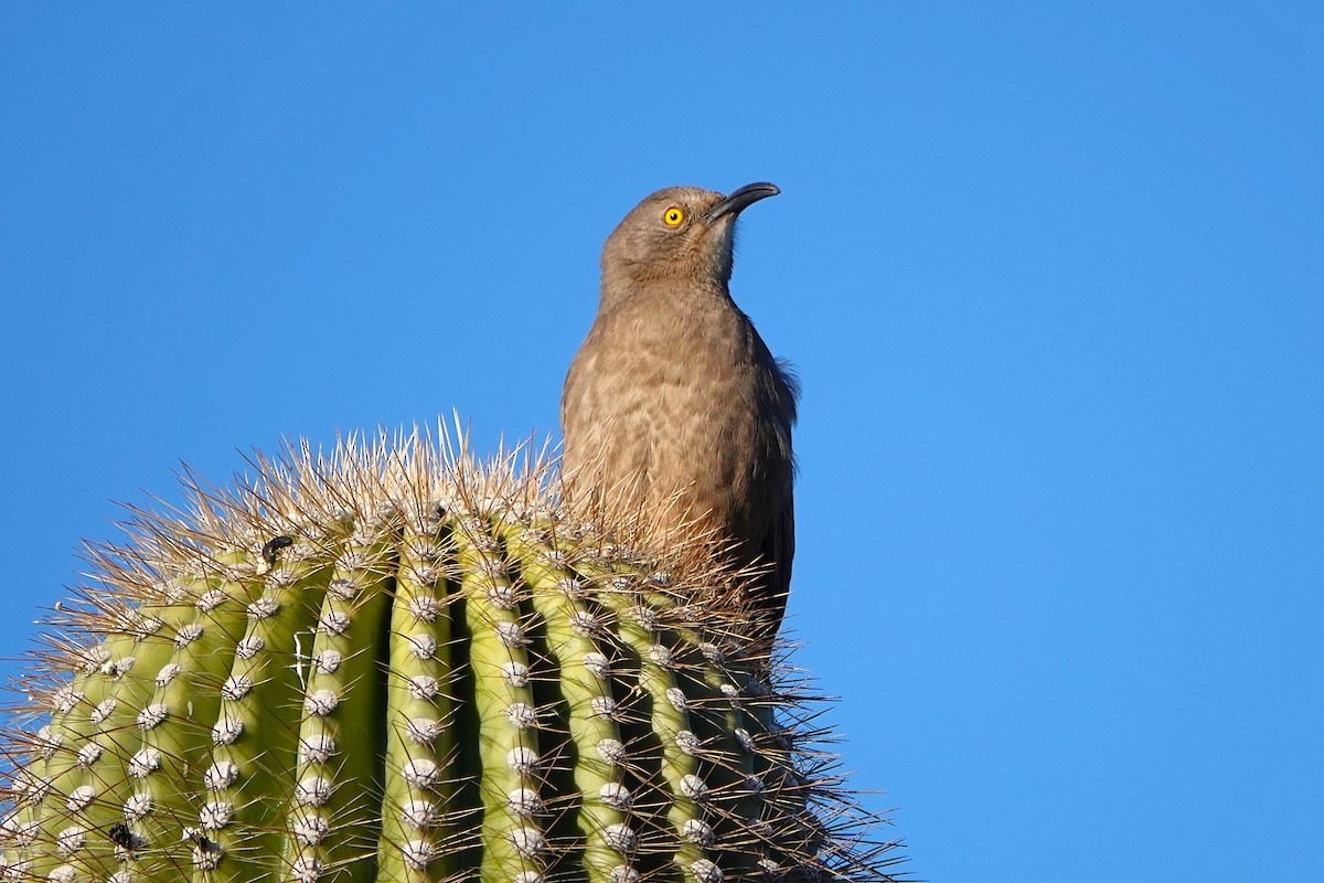 Curve-billed Thrasher - ML647056119