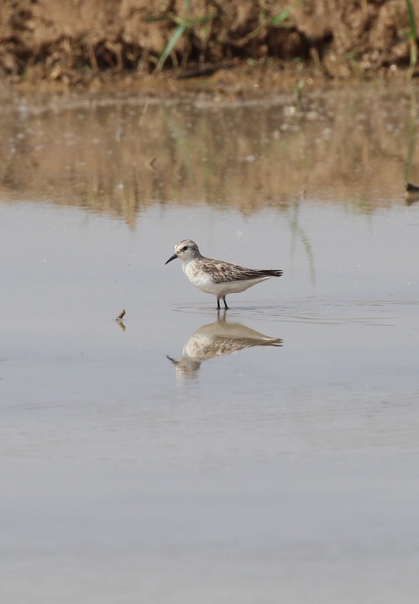 ヨーロッパトウネン - ML647056136