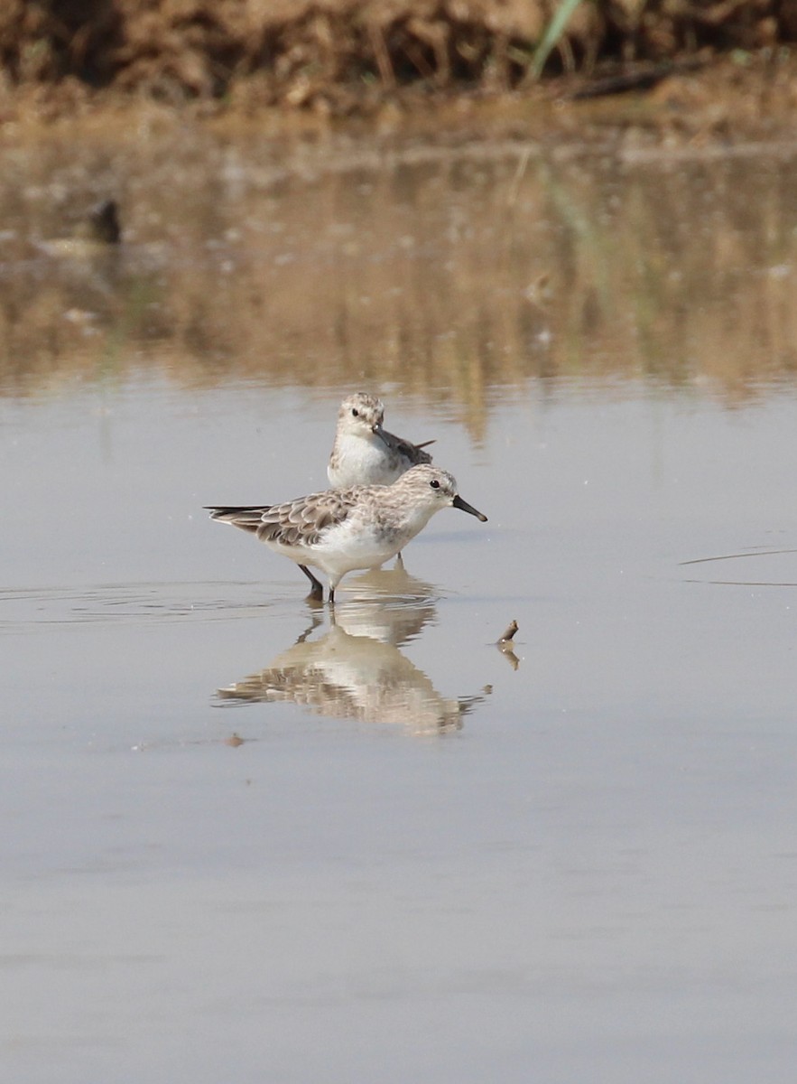 ヨーロッパトウネン - ML647056137