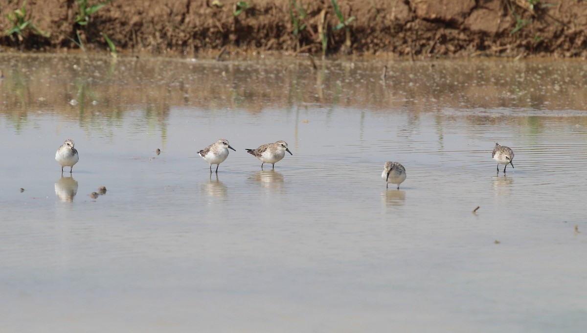 ヨーロッパトウネン - ML647056138