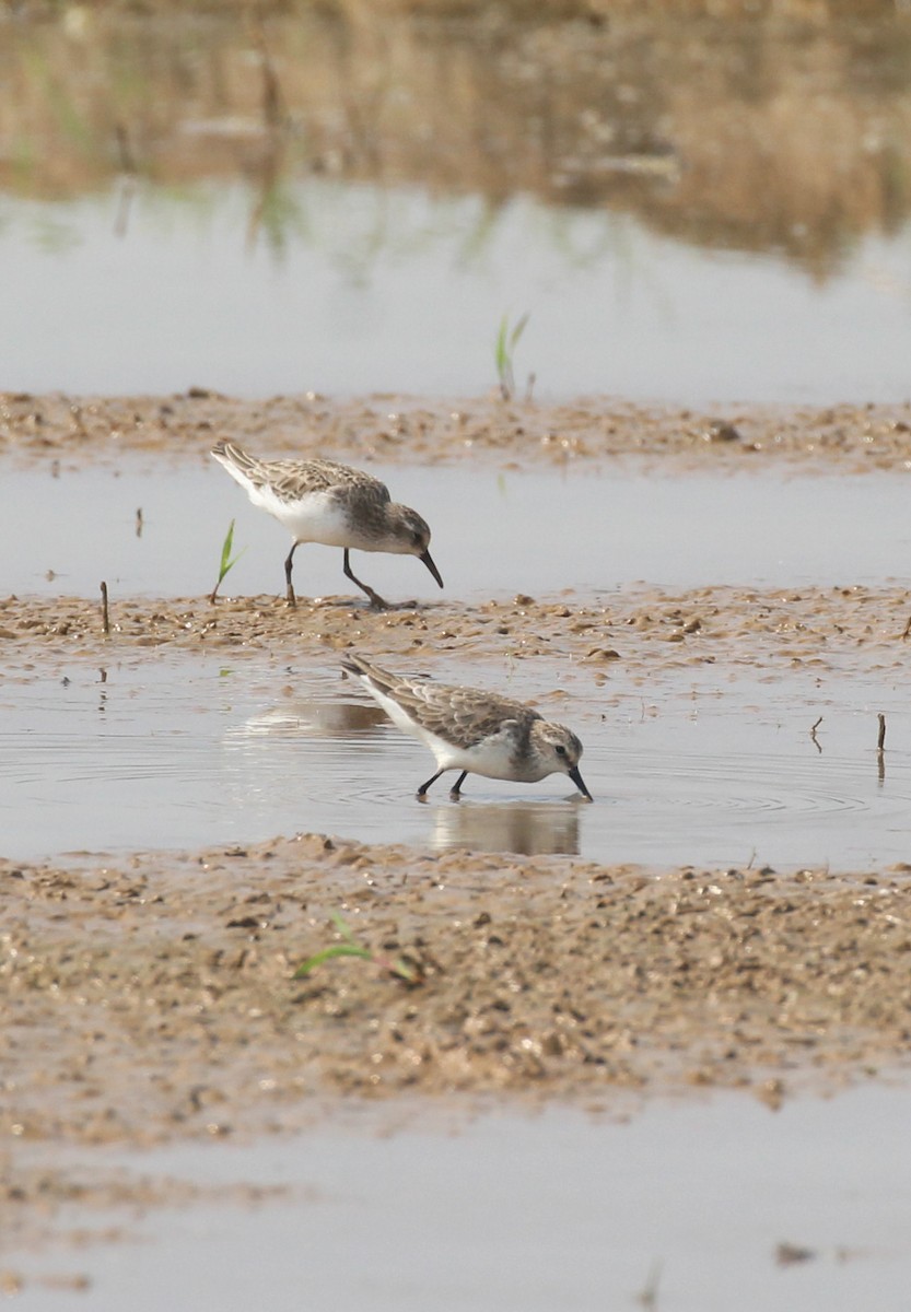 ヨーロッパトウネン - ML647056139