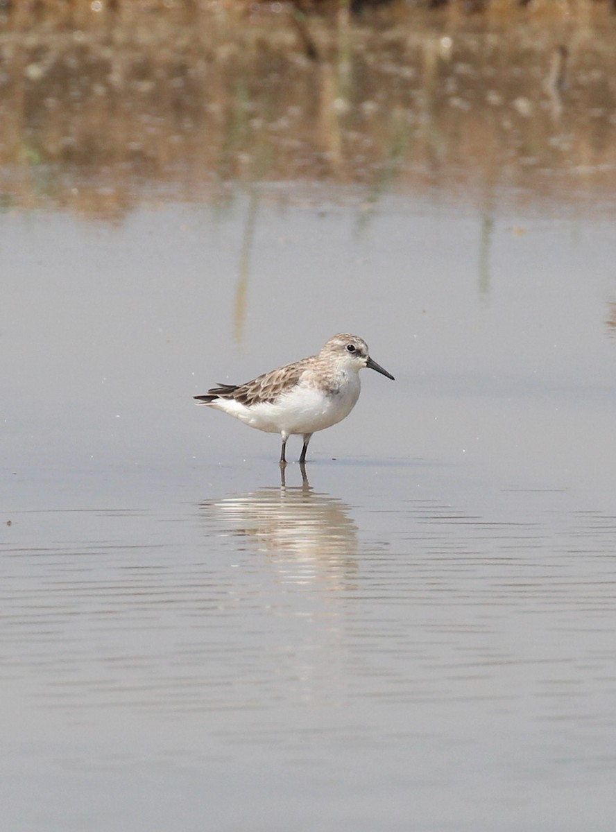 ヨーロッパトウネン - ML647056140