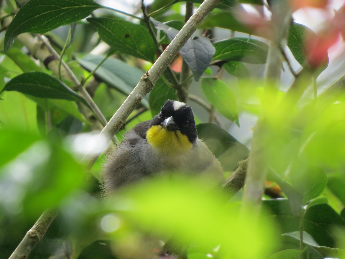White-naped Brushfinch - ML647056144