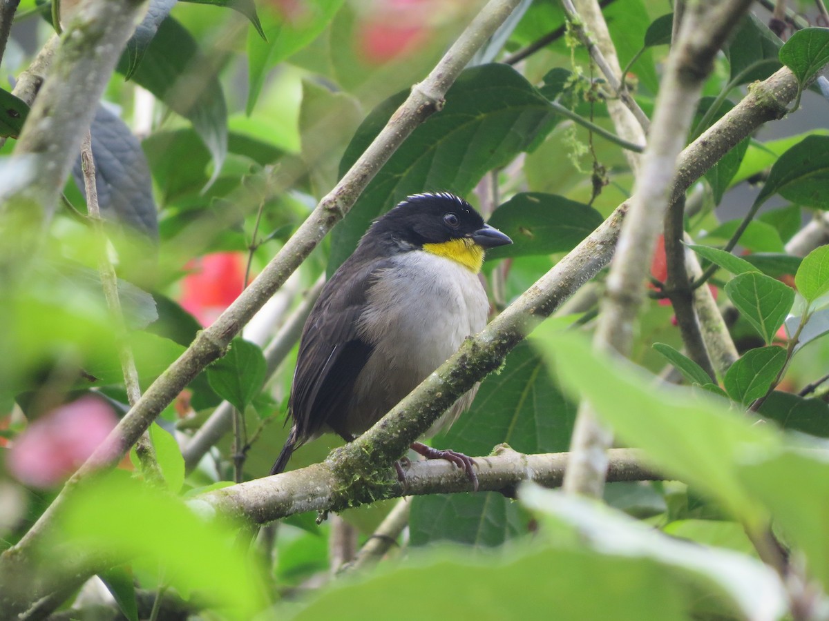 White-naped Brushfinch - ML647056146