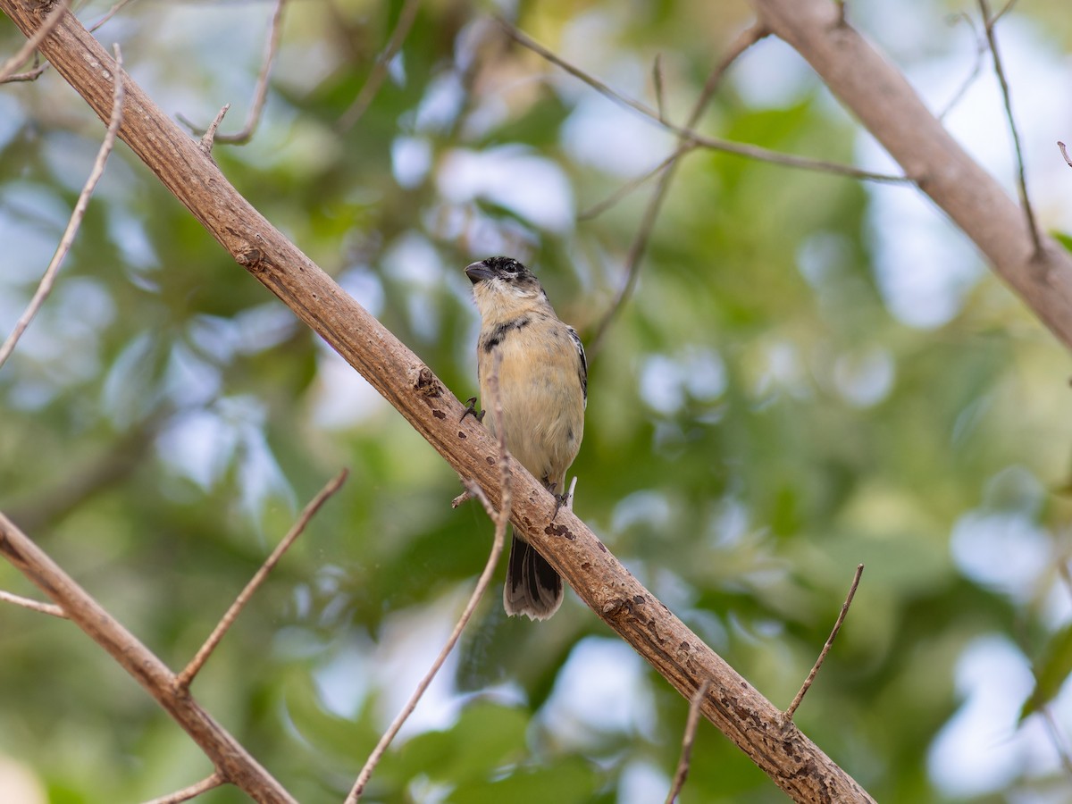 Schwarzbrustspelzer - ML647056148