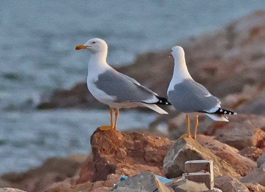 racek středomořský - ML647056152