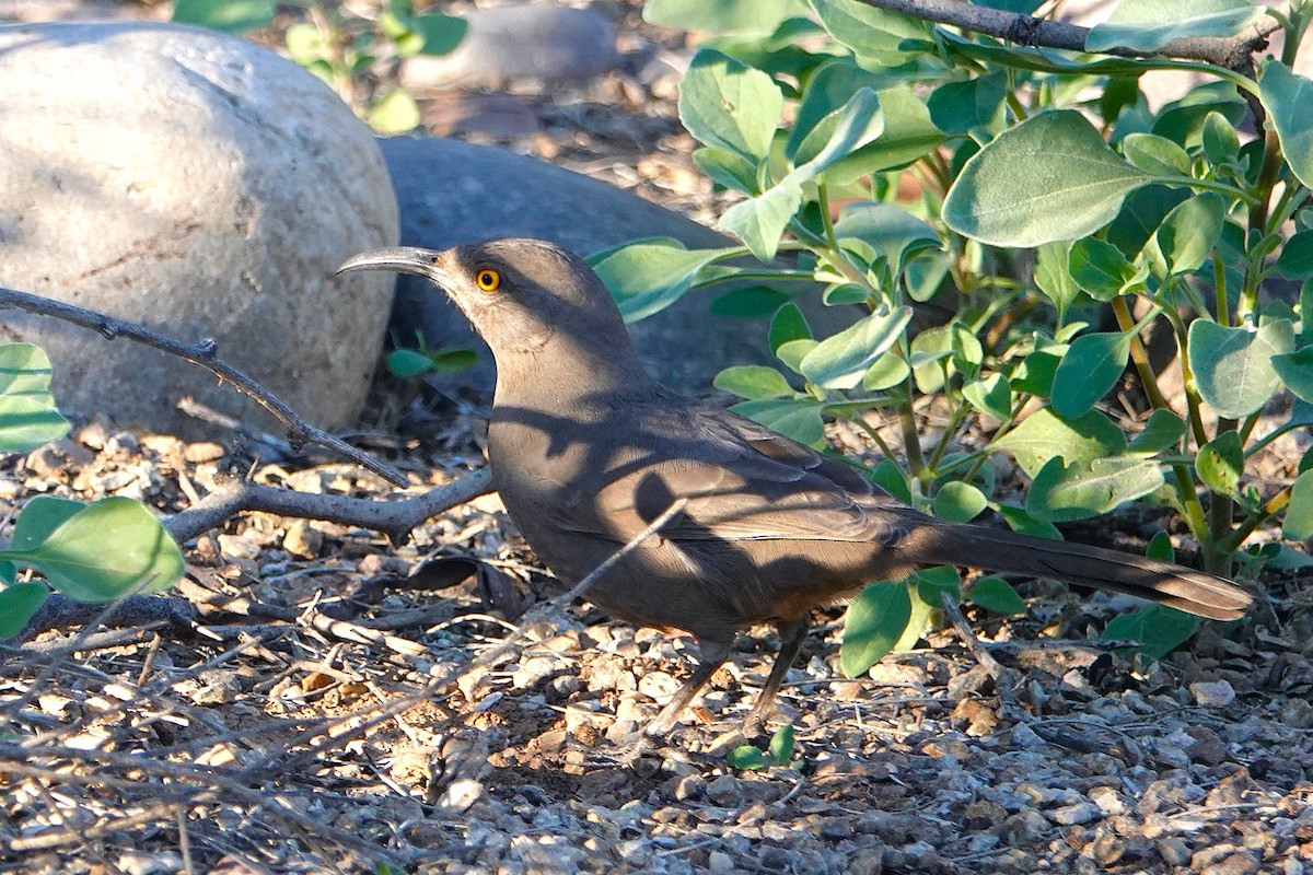 Curve-billed Thrasher - ML647056153
