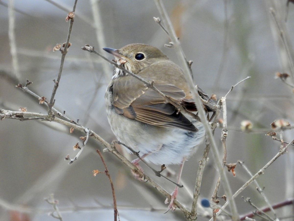 Zorzalito Colirrufo - ML647056157