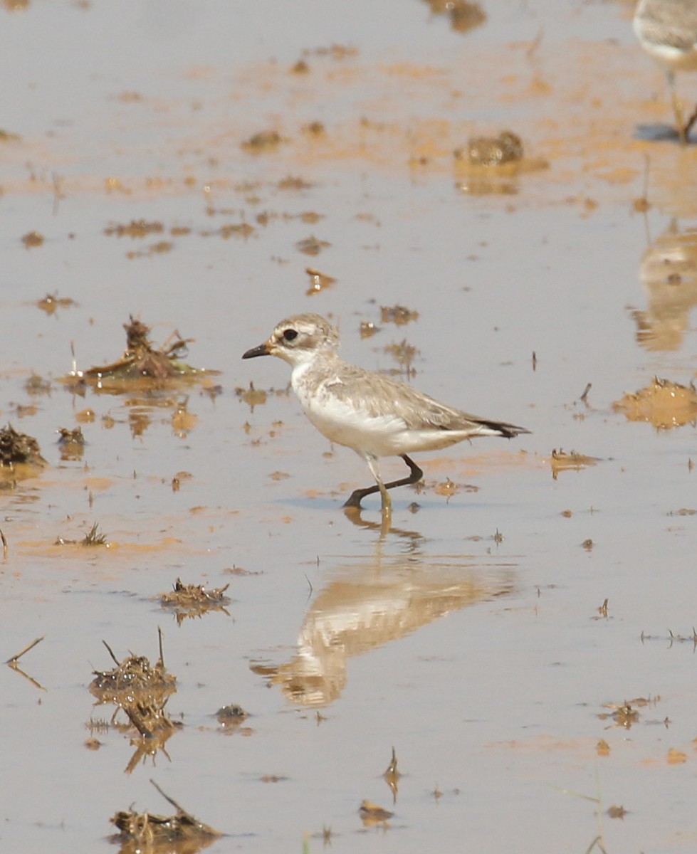 Tibet Cılıbıtı - ML647056164