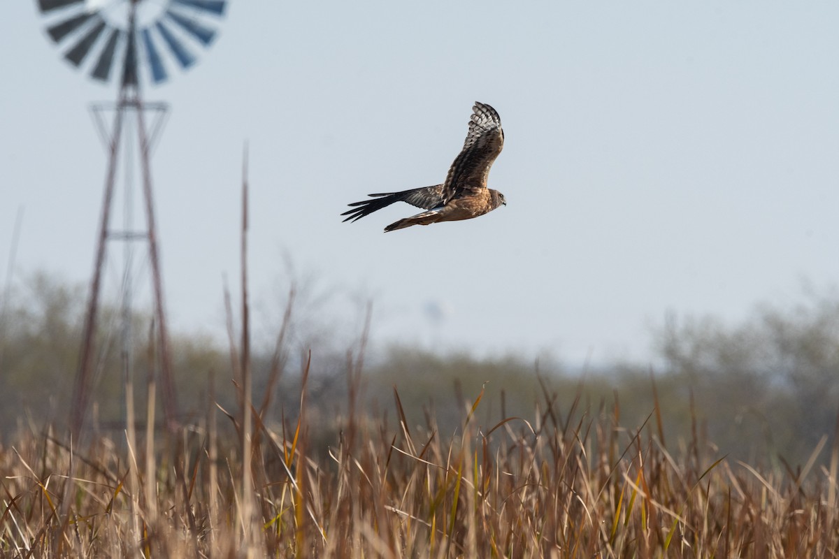 Northern Harrier - ML647056168