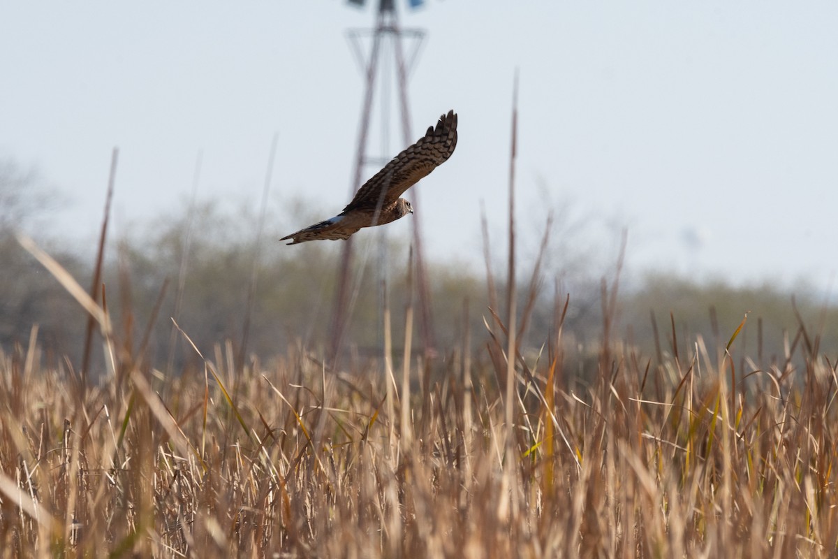 Northern Harrier - ML647056169