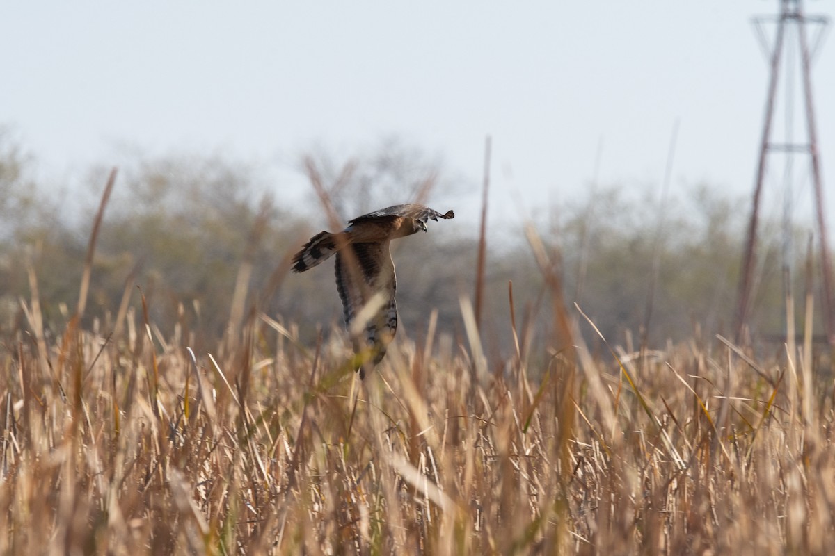 Northern Harrier - ML647056170