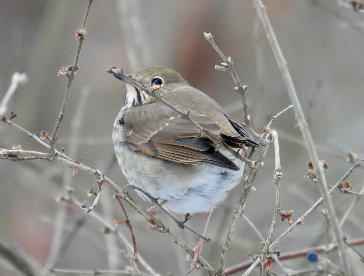 Zorzalito Colirrufo - ML647056179