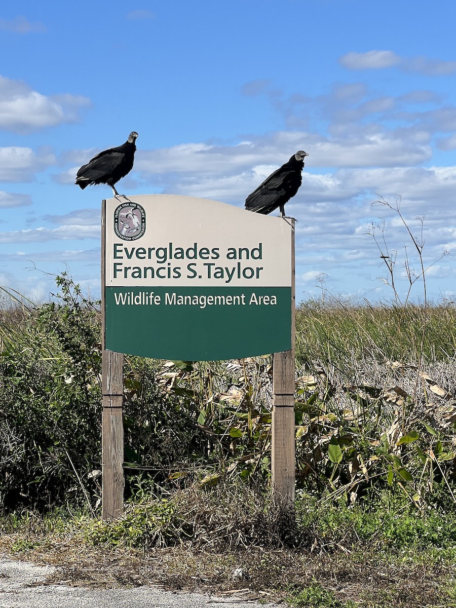 Black Vulture - ML647056187