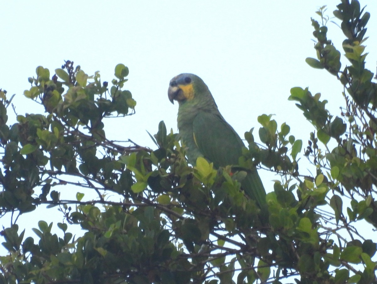 Orange-winged Amazon - ML647056190