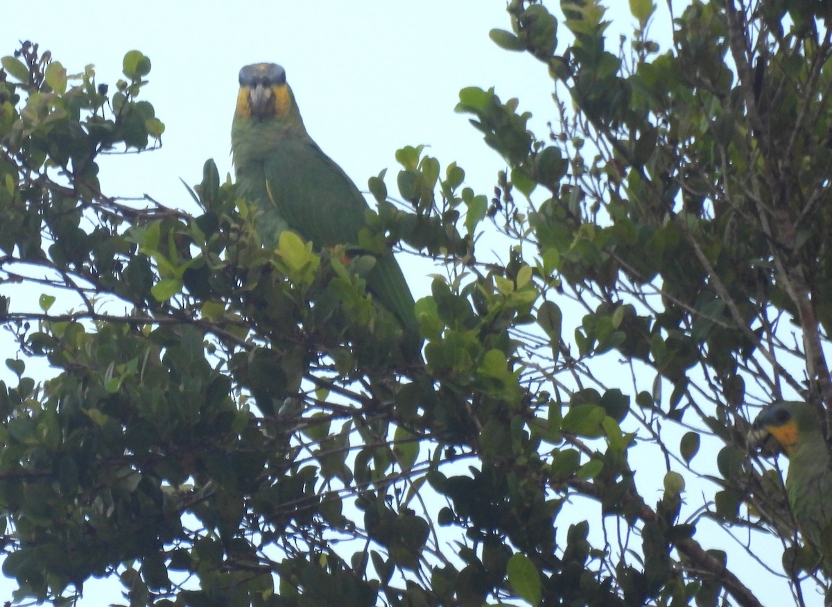 Orange-winged Amazon - ML647056191