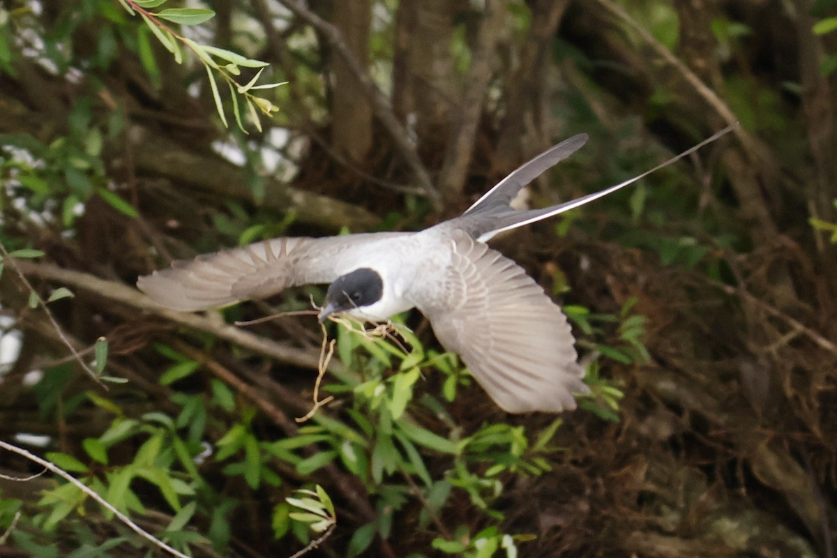 Fork-tailed Flycatcher - ML647056194