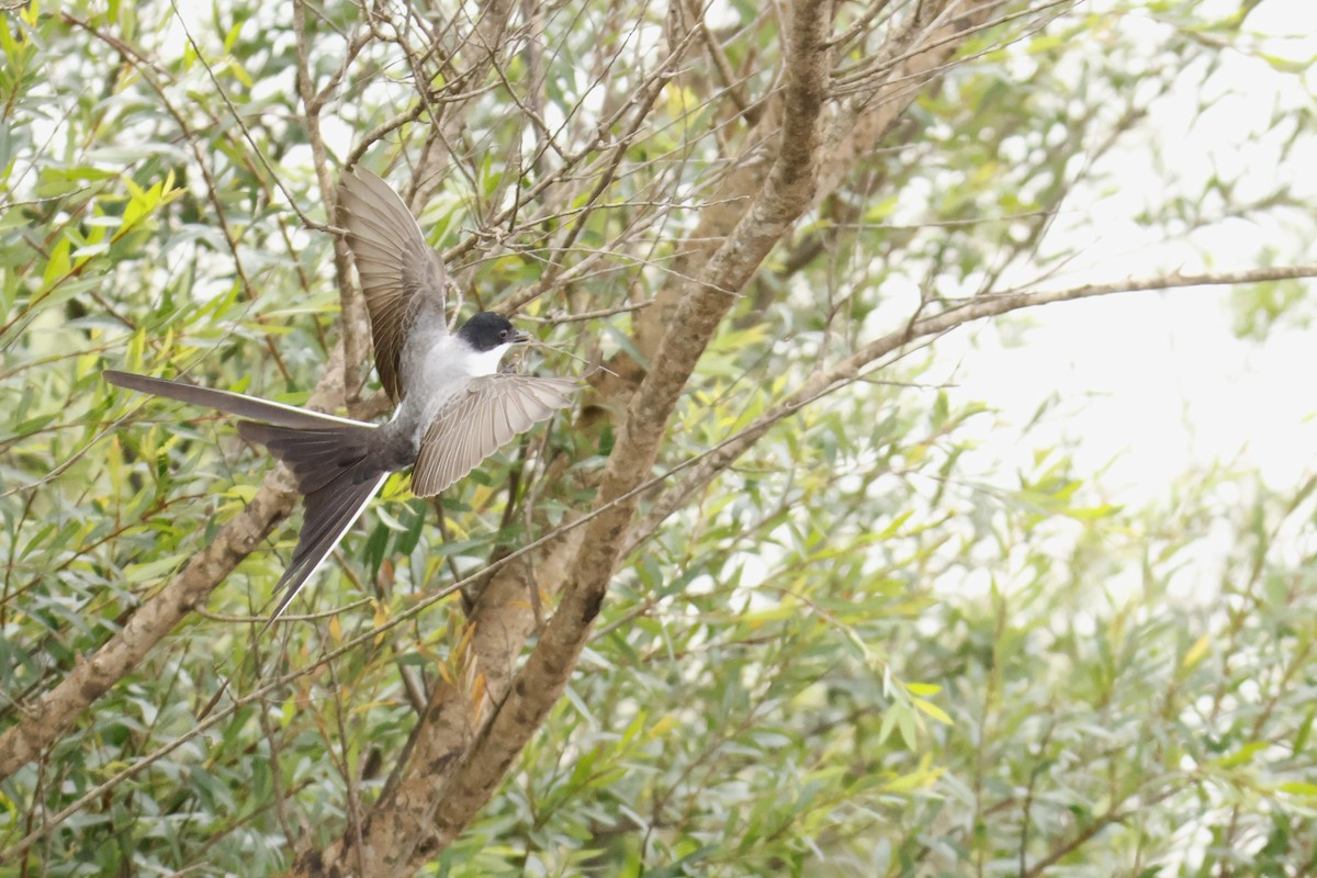 Fork-tailed Flycatcher - ML647056195