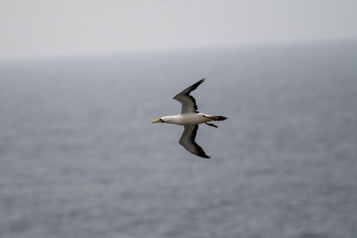 Masked Booby - ML647056196