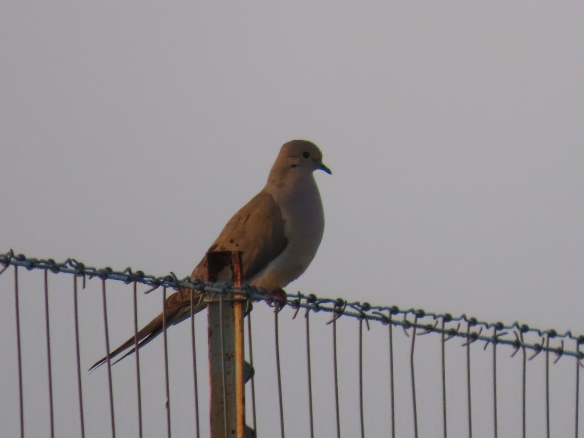 Mourning Dove - ML647056197