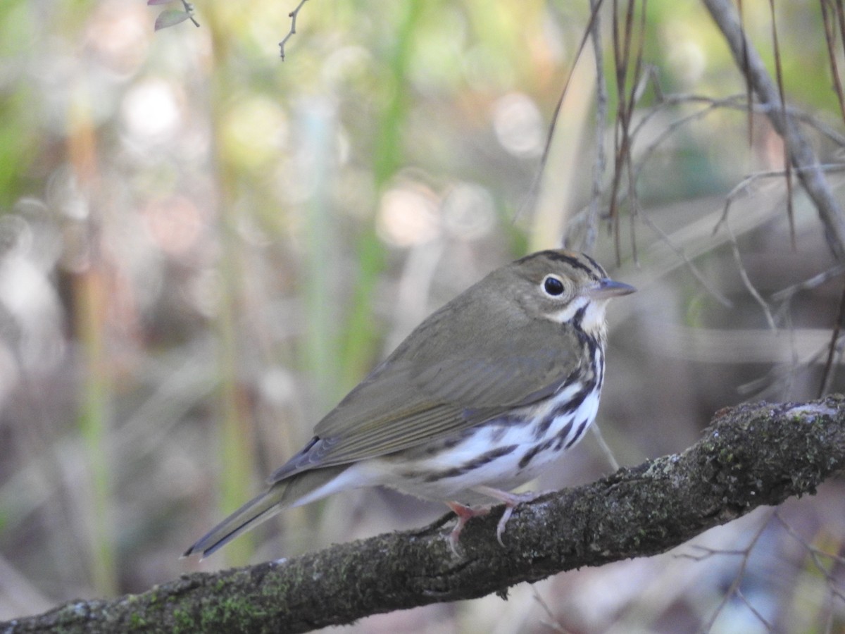 Ovenbird - ML647056198
