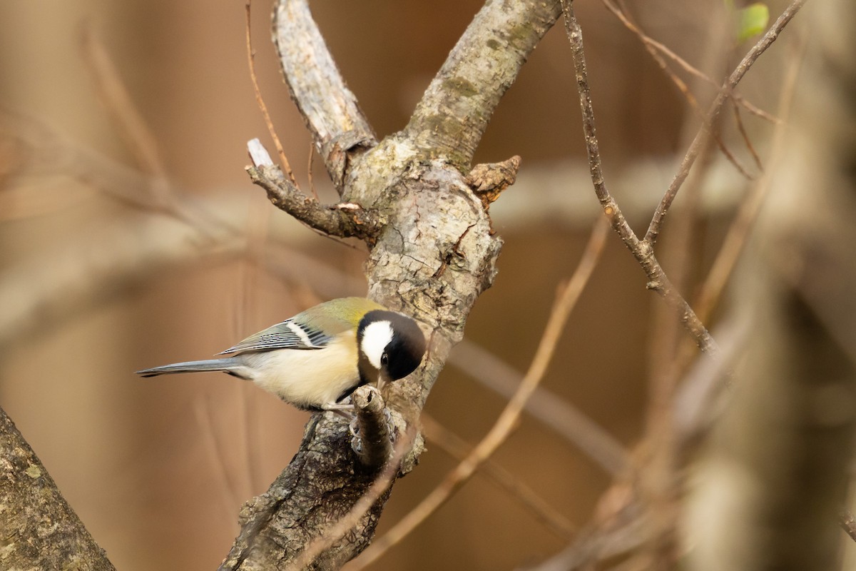 Asian Tit (Japanese) - ML647056199