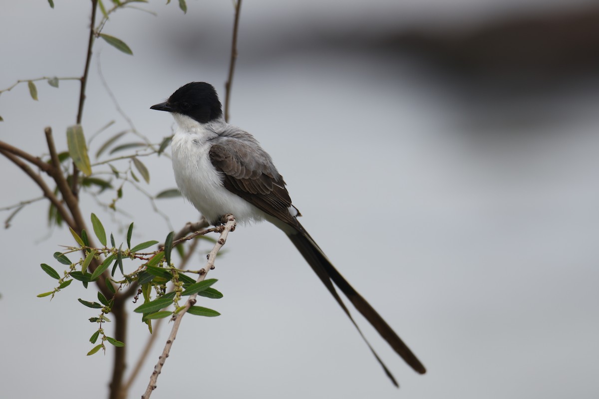 Fork-tailed Flycatcher - ML647056215