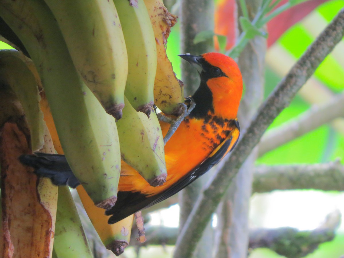 Spot-breasted Oriole - ML647056216
