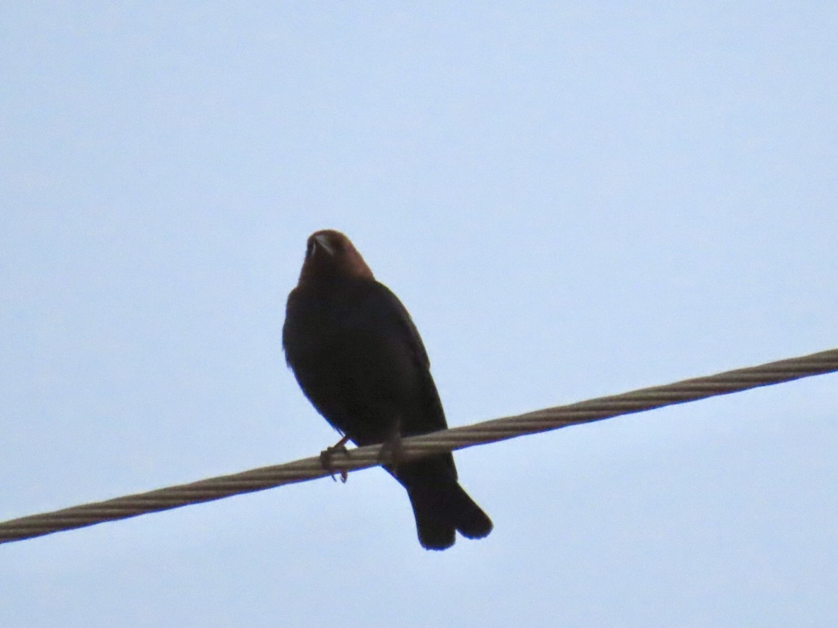 Braunkopf-Kuhstärling - ML647056217