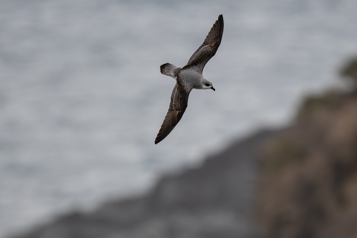Black-winged Petrel - ML647056218