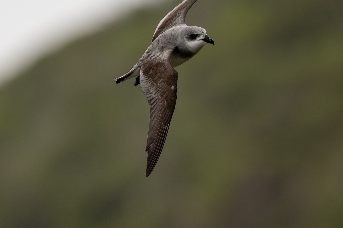 Black-winged Petrel - ML647056219