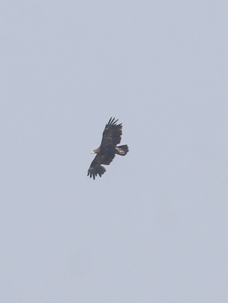 Greater Spotted Eagle - ML647056226