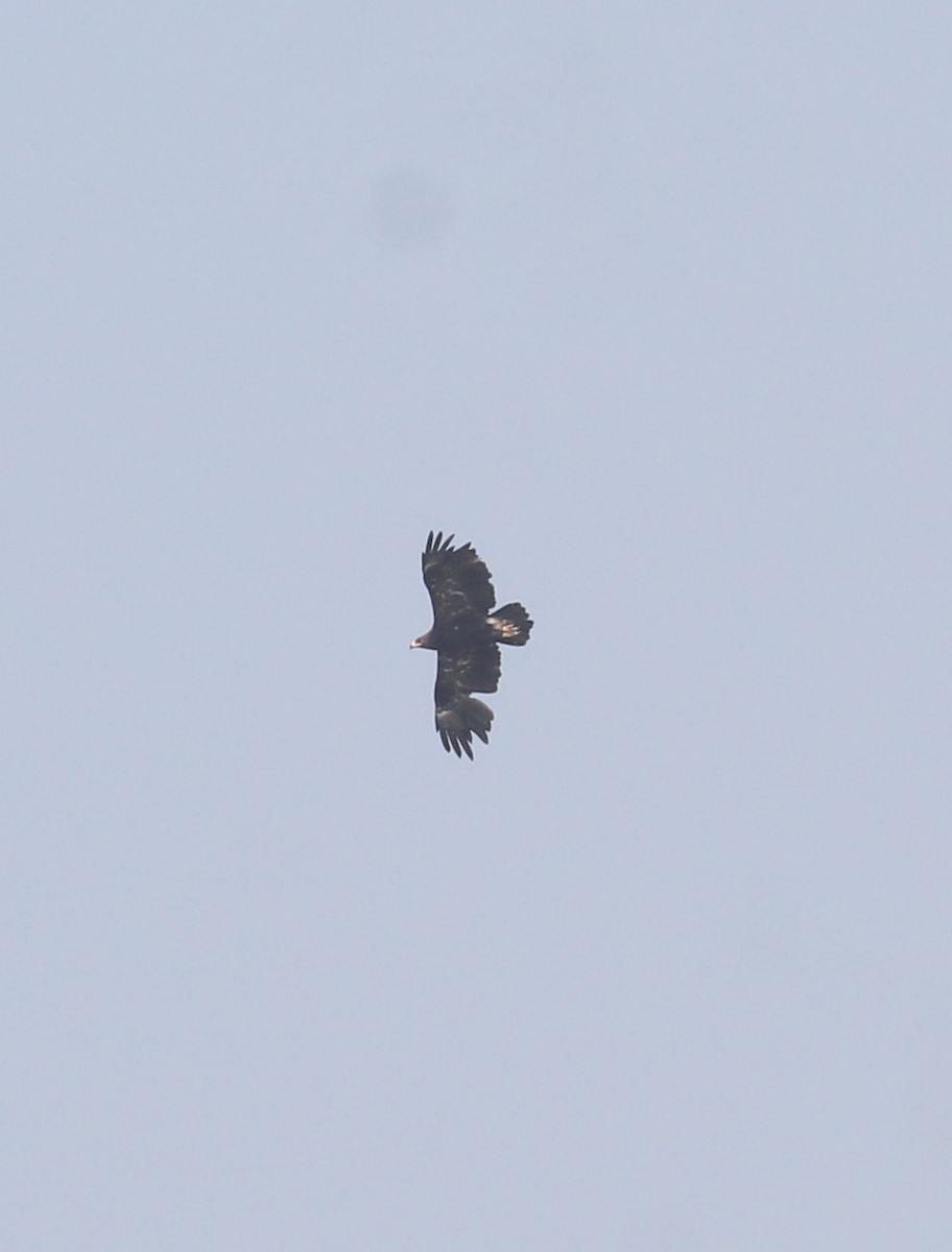 Greater Spotted Eagle - ML647056227
