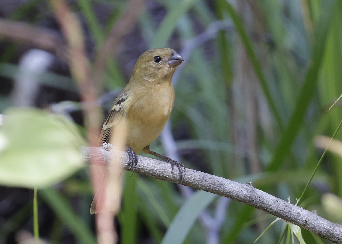 Schwarzbrustspelzer - ML647056229