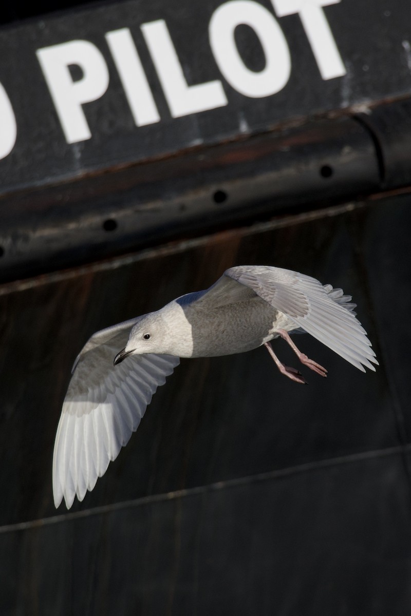 Iceland Gull (kumlieni) - ML647056235