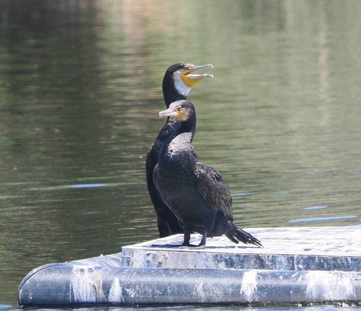 kormorán velký (ssp. novaehollandiae) - ML647056236
