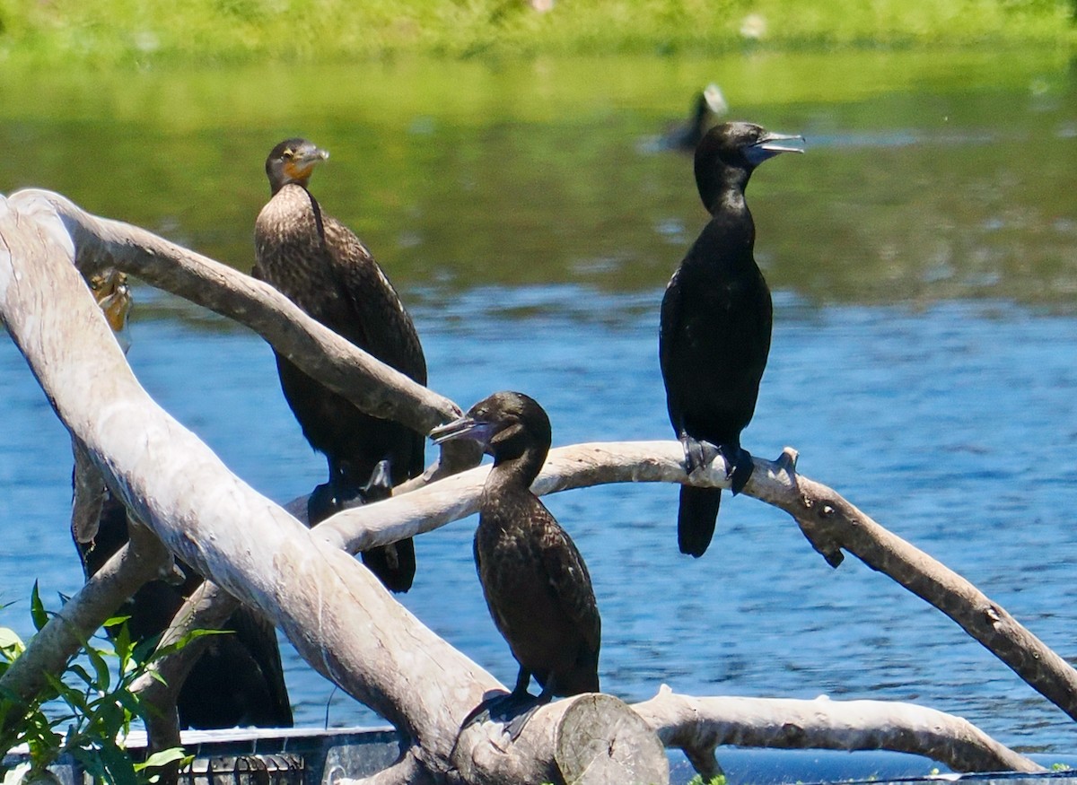 kormorán velký (ssp. novaehollandiae) - ML647056237