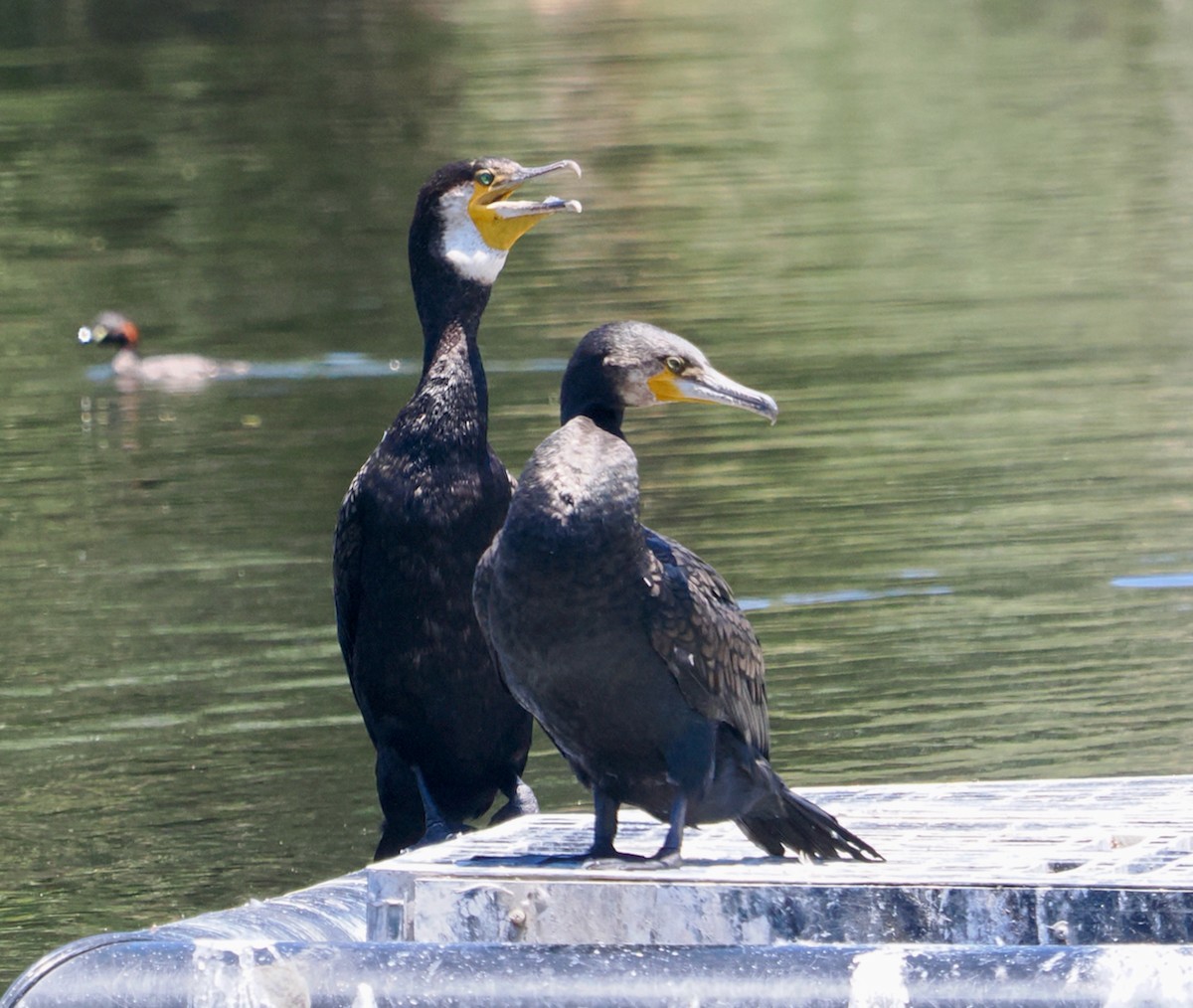 kormorán velký (ssp. novaehollandiae) - ML647056238
