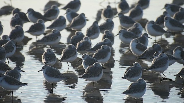 חופית לבנה - ML647056240