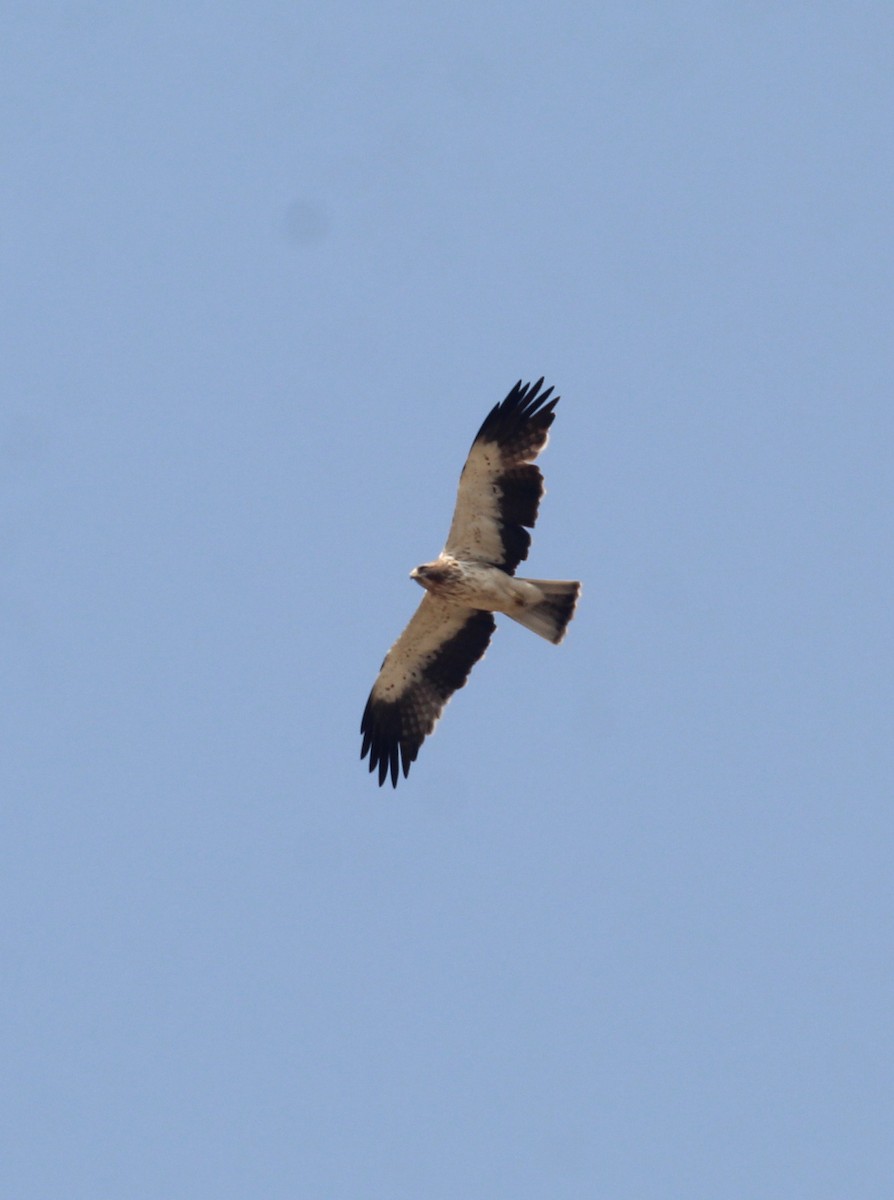 Booted Eagle - ML647056242