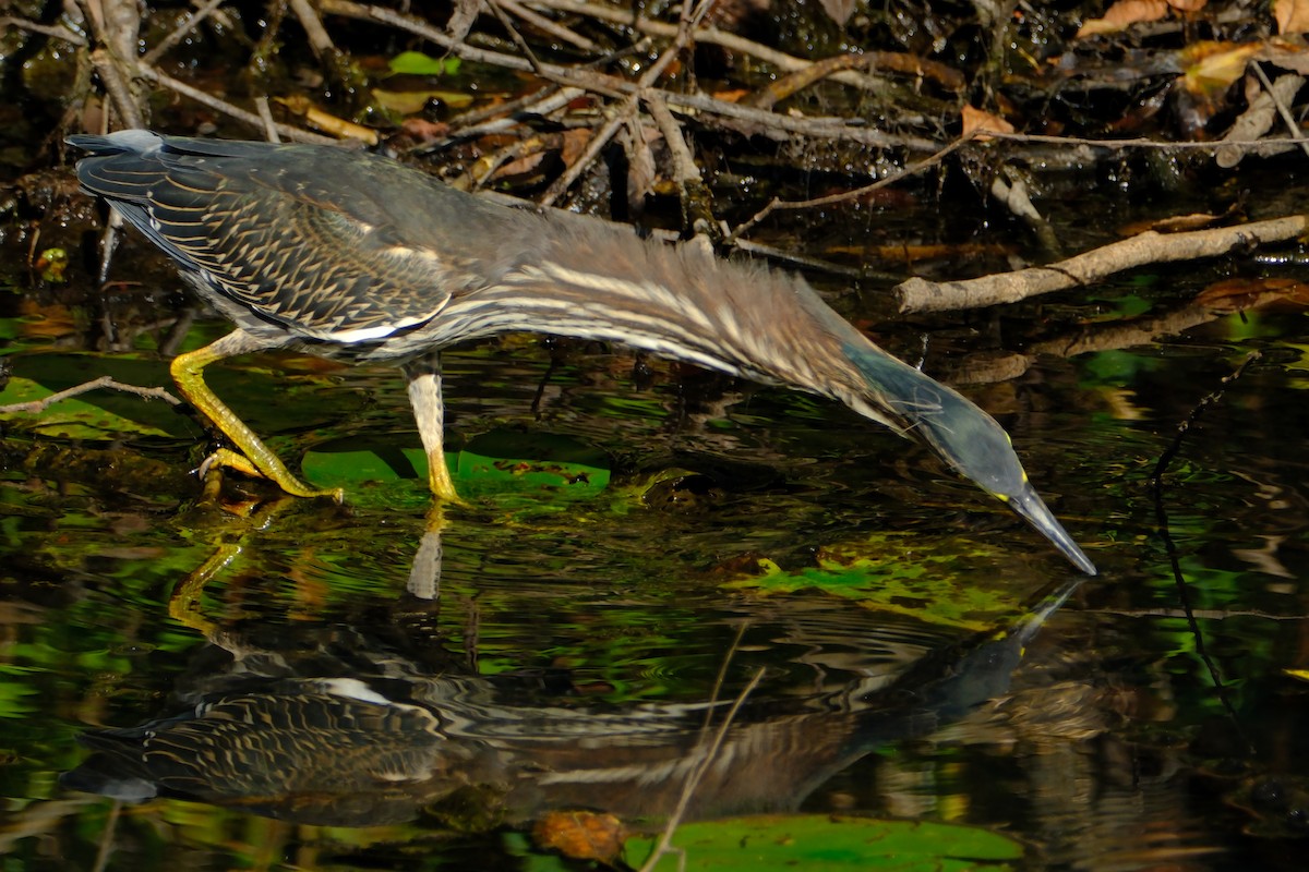Green Heron - ML647056246