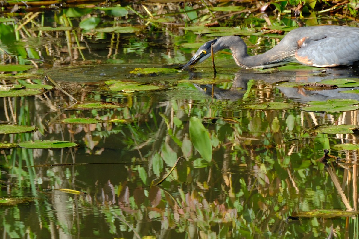 Great Blue Heron - ML647056248