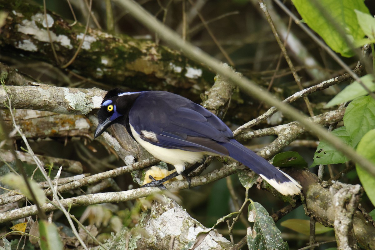 Plush-crested Jay - ML647056250