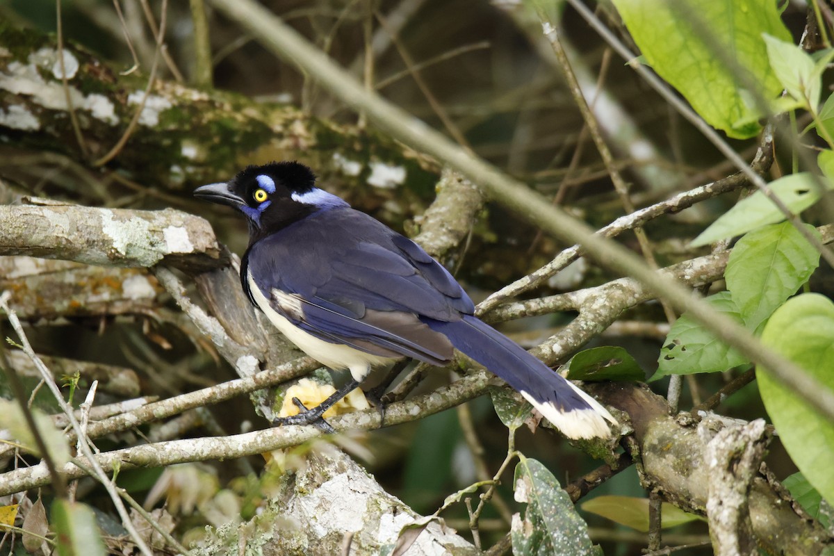 Plush-crested Jay - ML647056251