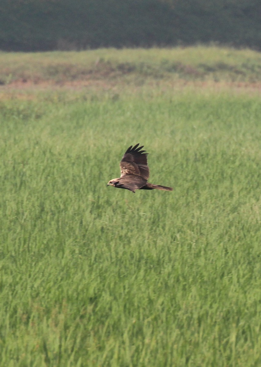 Western Marsh Harrier - ML647056253