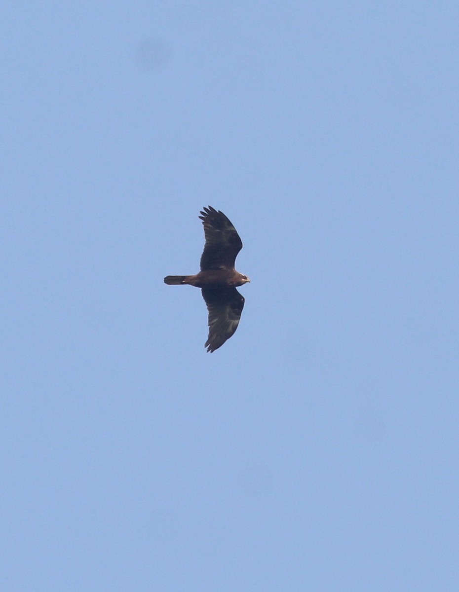 Western Marsh Harrier - ML647056254