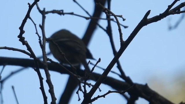 חטפית Empidonax בלתי-מזוהה - ML647056256